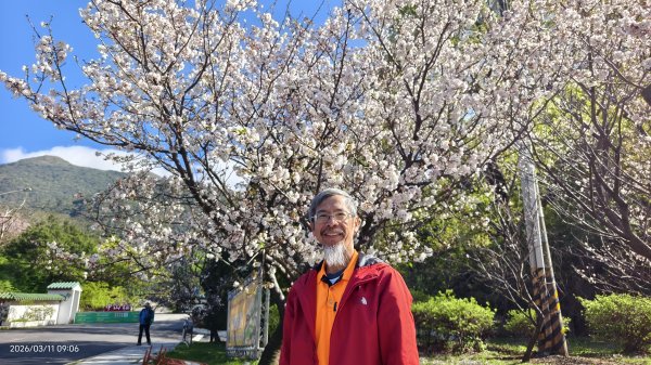 #中山樓 #陽明公園 #十八份 #吉野櫻 #墨染櫻（花葉同開/右側/左側大寒櫻） 3/113013191