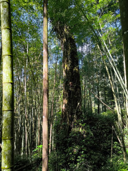 2025-09-14 奮起湖2887393