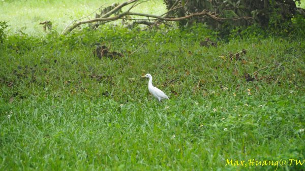 《台中》雙園連走｜東大公園連走都會公園202310072306020
