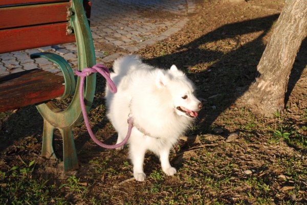 帶銀狐犬去廍子公園散步 2024.1.162404676