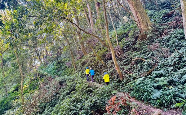 九穹神木 左訪嘉南雲峰 右到好望角看風景上石壁山(小百岳#55)2944825