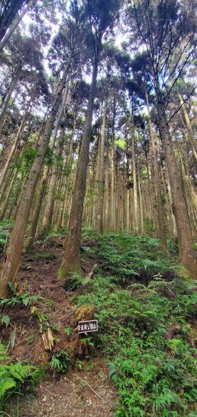 2023-11-12鵝公髻山步道(山上人家)2346263