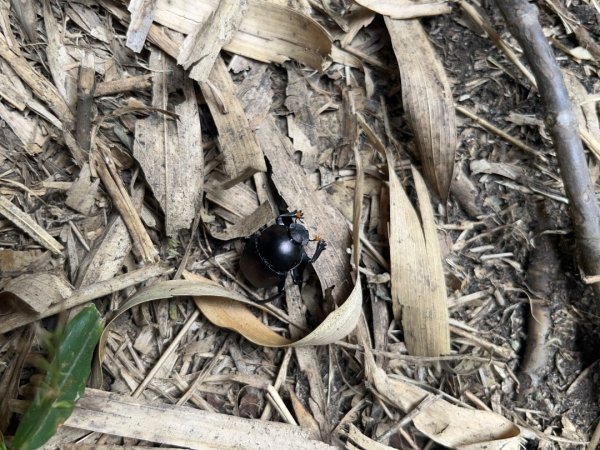 冷水坑-七星山東峰-苗圃2875016