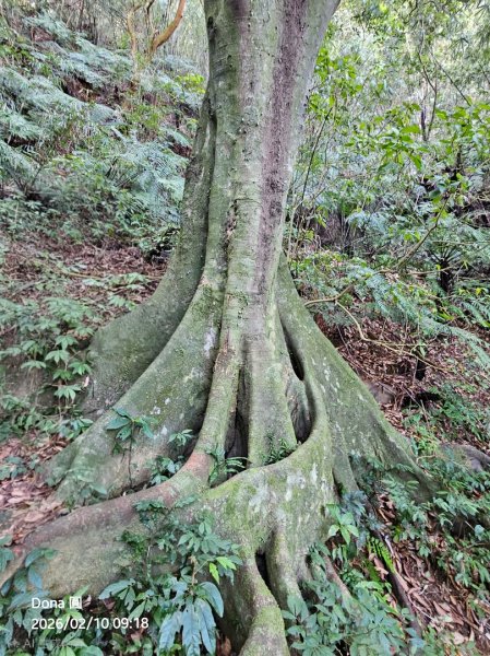 20260210南榮山.獅球嶺砲台群.劉銘傳隧道.天天鮮排骨飯2997136