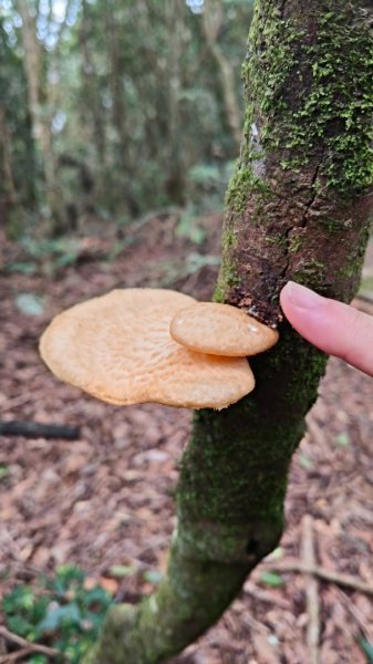 大混李棟重訓2883620