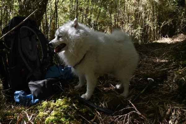 瀧奧山帶銀狐犬走走 2024.1.82400447