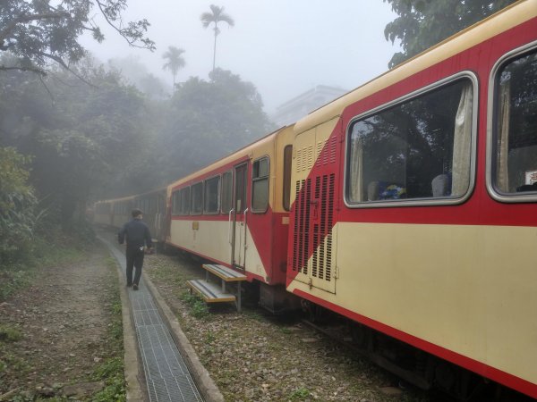 搭阿里山森鐵去登獨立山(小百岳#58)。走大巃頂賞茶園風光 (2020/11/8)1427675