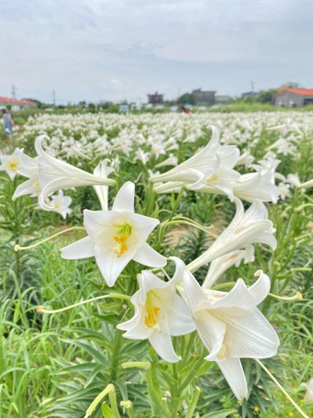 白千層鐵炮百合園、綠韻大道悠遊    2024.5.72498407