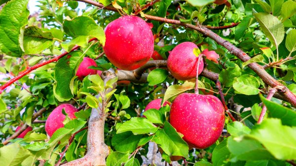 青森縣津輕藩睡魔村2929950