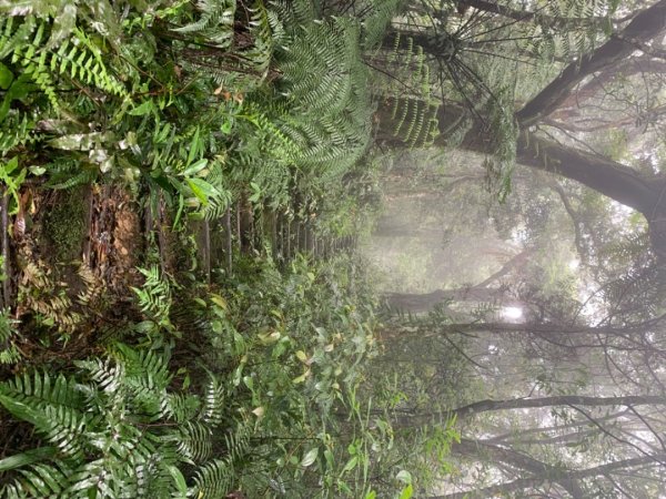 烏來大桶山登山步道1346316