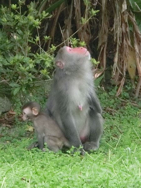 仁山植物園393210