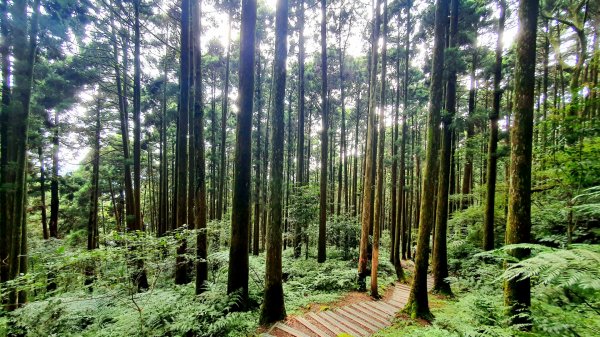 桃園東眼山，親子峰，尾寮崎古道，小角仔古道，街口溪步道，三峽阿屘尖，神木尖，牛角尖，牛角坑山1757554