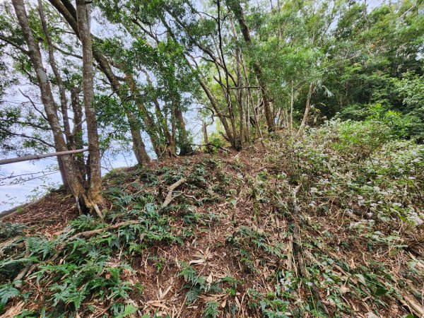 20241222二載山與大橫屏山南峰(追加鹽菜甕山、鹽菜甕下山)2721496