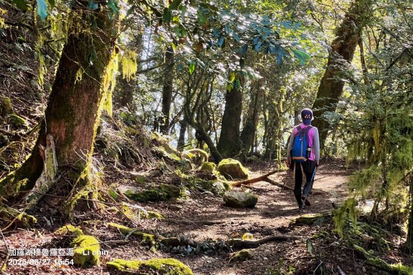 大同加羅湖穆魯洛亞滬庫霞四季警備道2748289