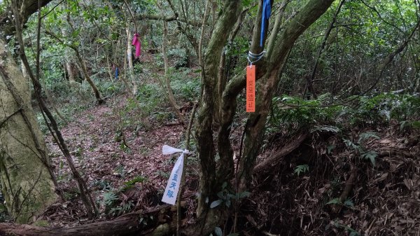 ✅糞箕湖稜線古道至興福寮步道0.8K處 (總計3段陡坡架繩.更新路條233.全段修徑開通)2382423