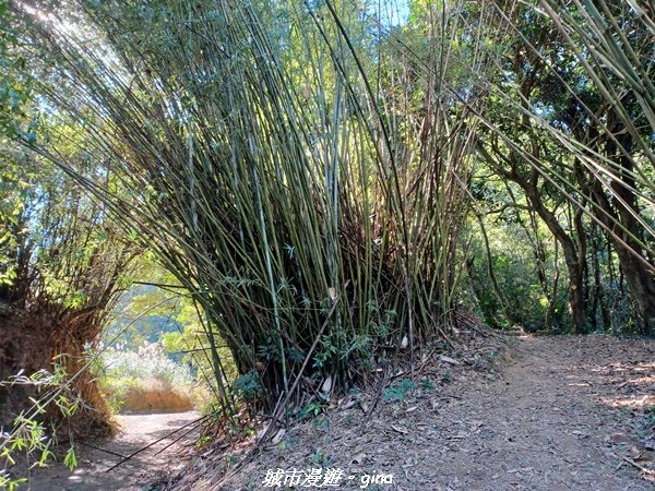 【苗栗大湖】悠閒山行。 編號36小百岳~關刀山步道(出關古道關聖段)1982255