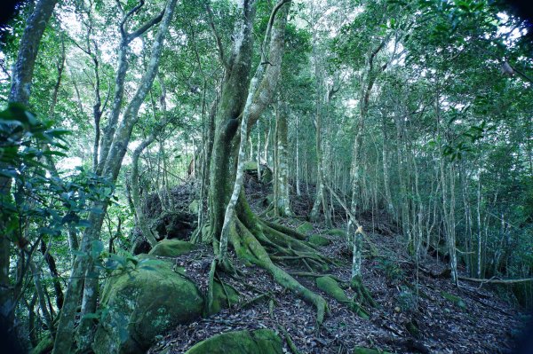 苗栗 南庄 紅毛山、無名山、大坪山2943095