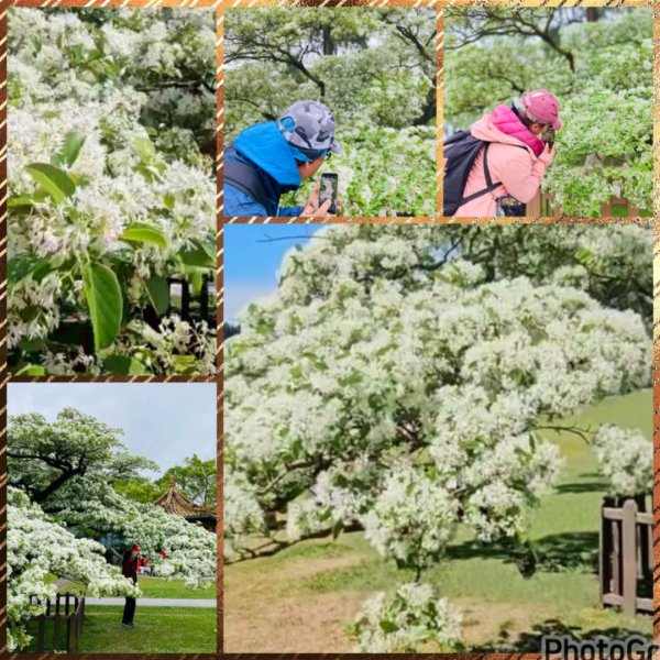 如夢似幻的四月雪-龍潭石管局-流蘇花盛開中2748612