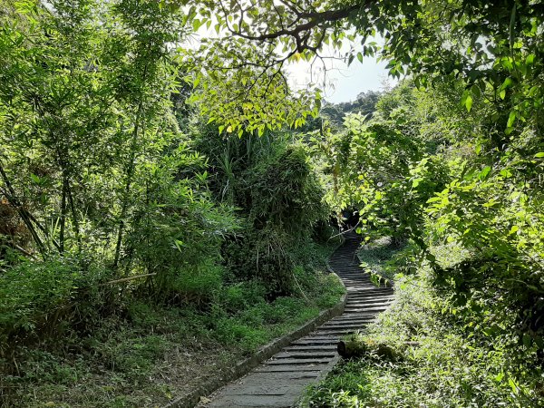 觀音山尋寶之硬漢嶺 牛港稜山 林梢1037529