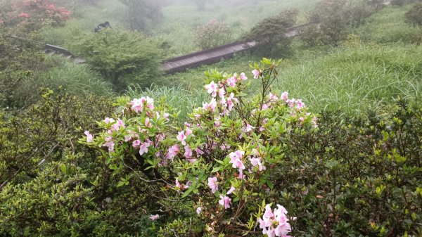 菜公坑山步道2086122