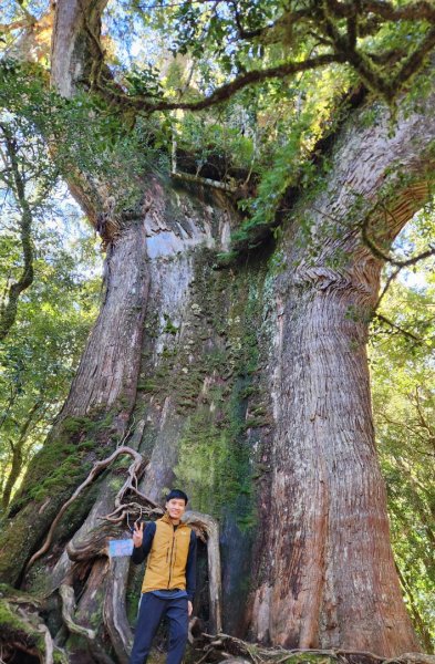 【中級山縱走】羅馬縱走，走進神木的夢幻童話森林世界2943221