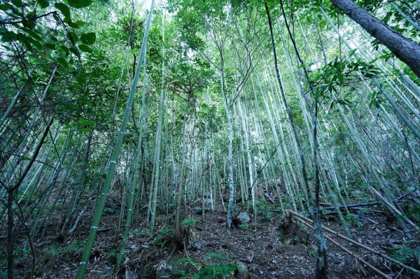 新竹 五峰 清泉山、民都有山2633685