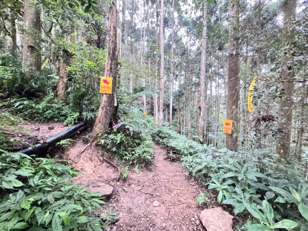 光天高山 - 向天湖山(小百岳32) 小O一圈2876746