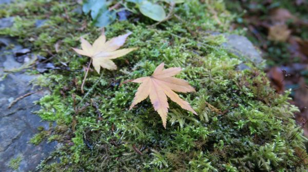 特富野古道234872