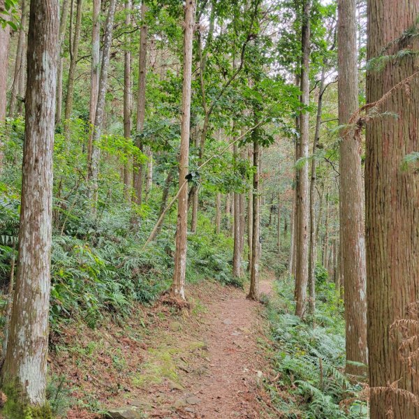 惠蓀林場山嵐小徑步道1520460