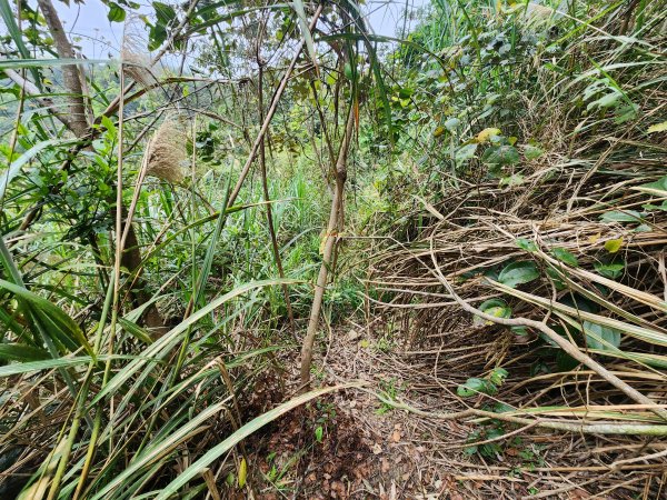 20250329東坑山八角崠山打鹿坑山2798896