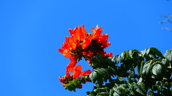 高雄冬日遊樂園3001973