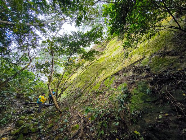 2025-03-08 汶水三山：金童山、汶水山、玉女山 連走2736538