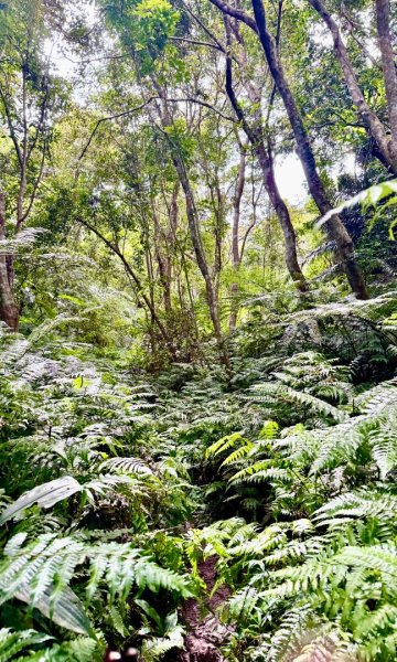 大艽芎古道縱走 新/溪州山(小百岳#23) 出溪州公園2893989