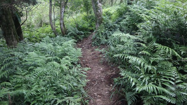 新舊寮瀑布O型登山健行趣(步道)2328225