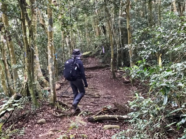 水田林道走蓮包山上外鳥嘴531806