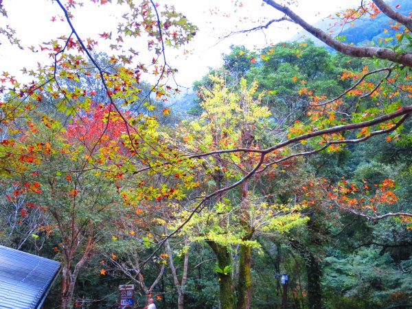 享受楓紅森林浴：東滿步道747483