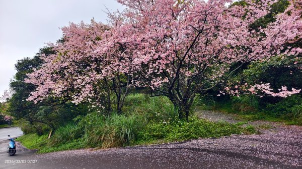 追花是簡單的快樂，賞花是恬淡的幸褔 3/2&73008761