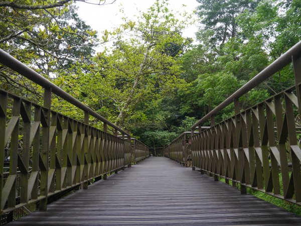 知本森林國家公園園區&步道1320618