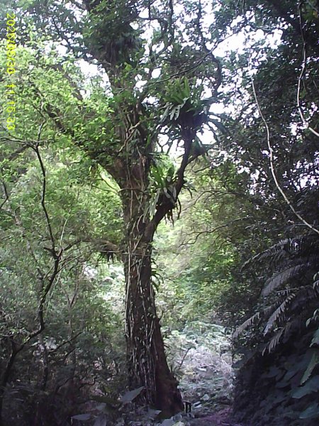 內灣南坪古道、馬胎古道及內灣O繞，順道拜訪位移總督府交通局遞信部基石。3067413