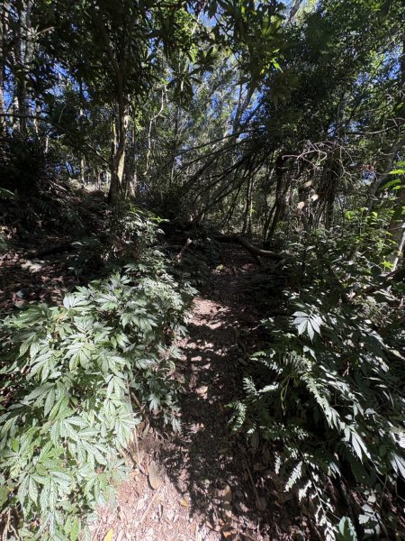 20251116鳴海山、網子山登山步道2938393