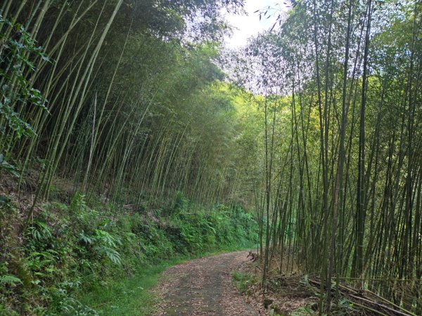 鐘樓古道、獅潭觀魚步道3127302