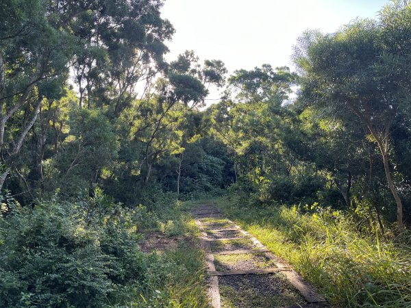 [屏步青雲 尋寶任務-07/10] 2024_1006 社頂自然公園步道2616787