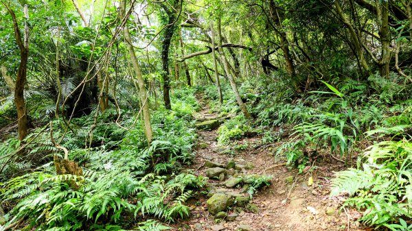 暖東峽谷大環小環2834402