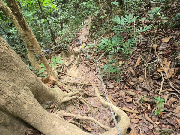 新化林場後山步道2776956