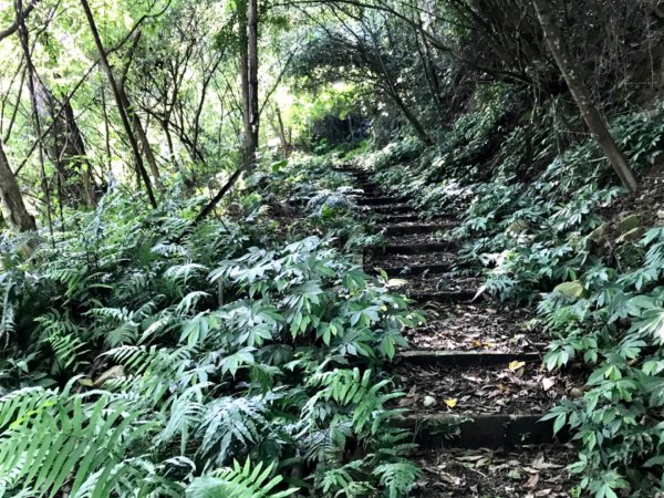 麒麟步道縱走田薯連峰1666484