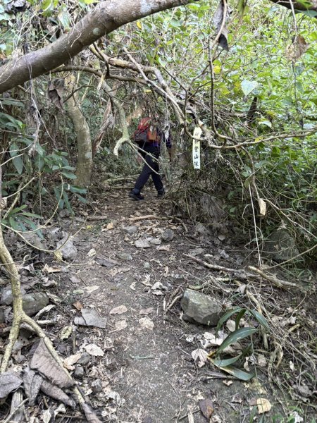 20251123三腳南山登山步道2944443