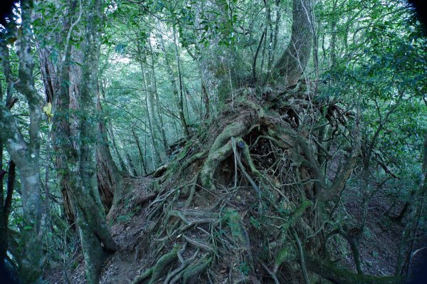 新竹 五峰 西高橋山、霞喀羅大山2959334