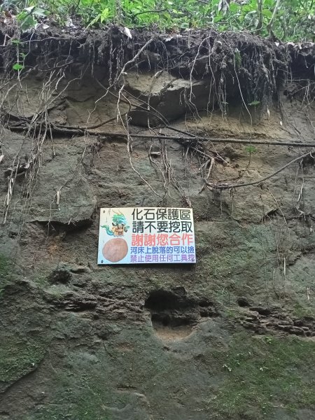 苗栗名勝古蹟一日遊：西湖五龍宮、龍王峽谷、苗栗市功維敘隧道、三灣落羽松祕境1939219