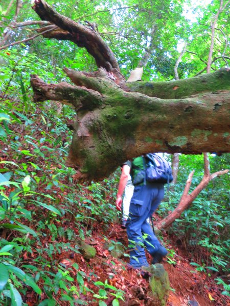 【新竹關西】登赤柯山 小關西1190554