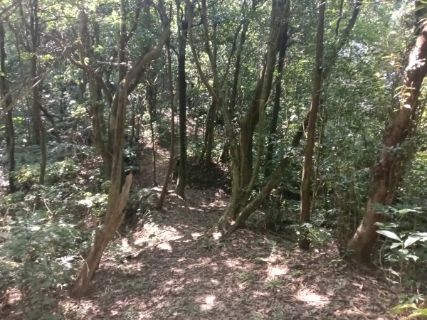 汐止區火燒坪山+車坪寮崙+五指山前峰O型2857910